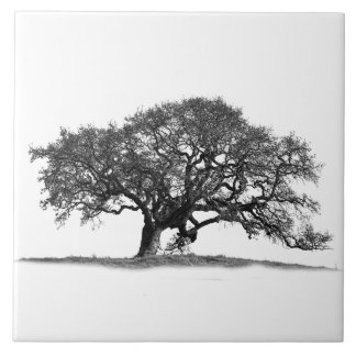 OAK TREE ON WHITE TILE