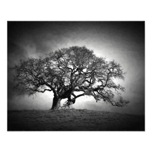 OAK TREE PHOTO PRINT