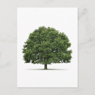 Oak Tree Postcard