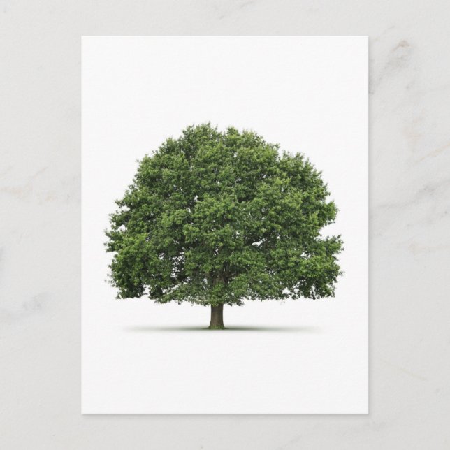 Oak Tree Postcard (Front)