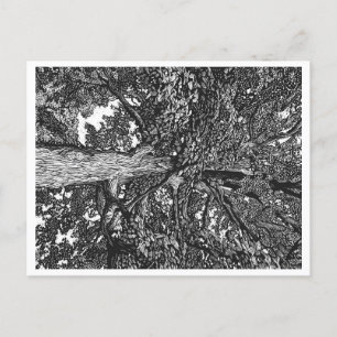 Oak Tree Postcard
