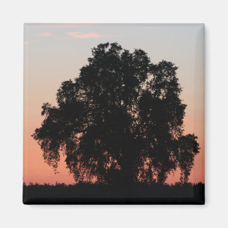 Oak Tree Silhouette at Nightfall Magnet