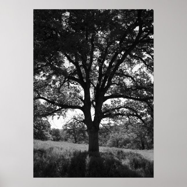 Oak Tree, Spring Meadow, Black and White Poster (Front)