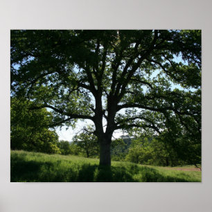 Oak Tree, Spring Meadow Poster