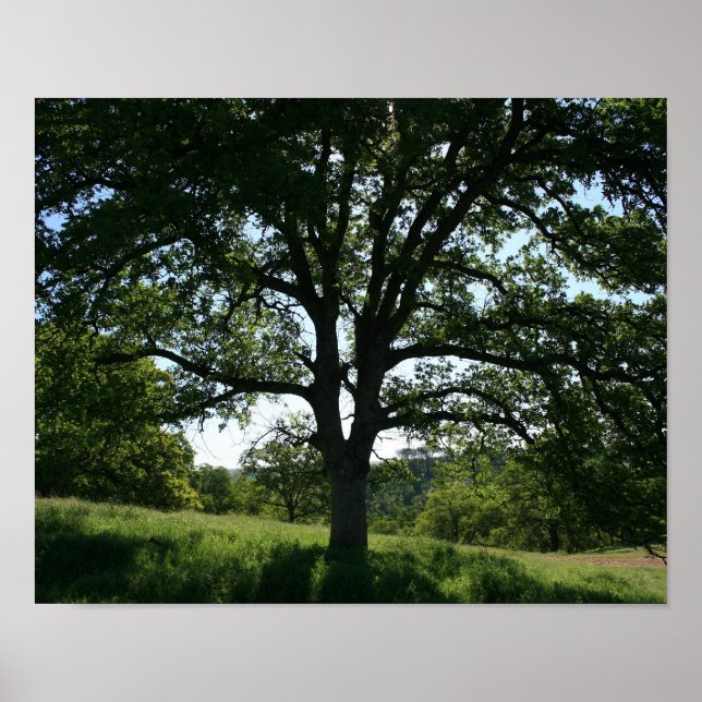 Oak Tree, Spring Meadow Poster (Front)