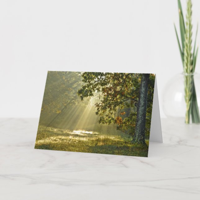 Oak Tree with Morning Sunbeams Nature Photography Card (Front)