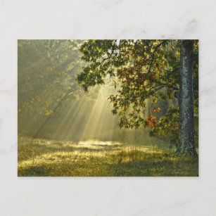 Oak Tree with Morning Sunbeams Postcard