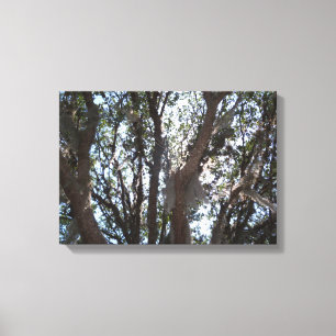 oak tree with Spanish moss waving in the branches Canvas Print