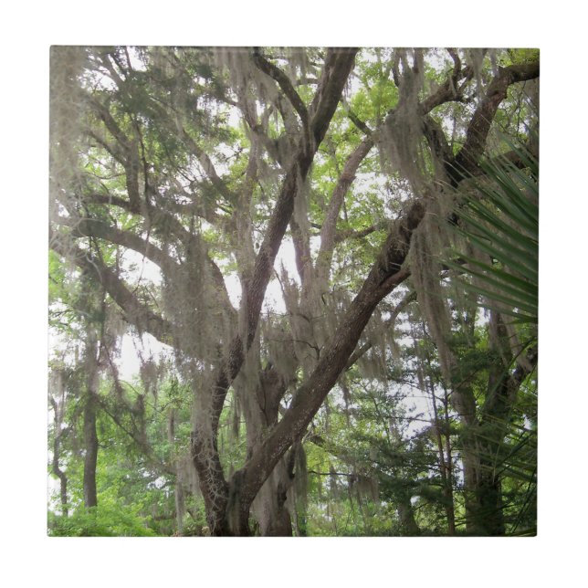 oak tree with Spanish moss waving in the branches Tile (Front)