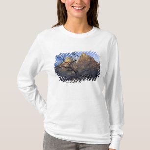 Oak trees in winter, Court of the Patriarchs T-Shirt