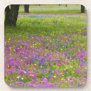 Oak Trees with field of Phlox, Blue Bonnets Coaster
