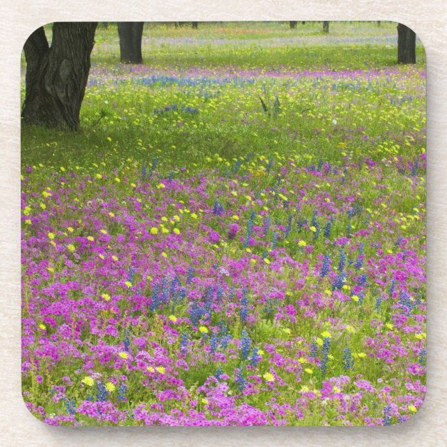 Oak Trees with field of Phlox, Blue Bonnets Coaster (Front)