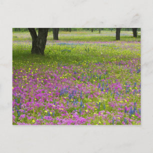 Oak Trees with field of Phlox, Blue Bonnets Postcard