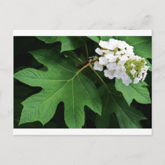 "oakleaf hydrangea" by Coressel Productions Postcard