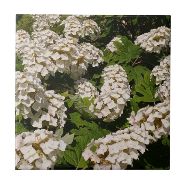 Oakleaf Hydrangea Ceramic Tile (Front)