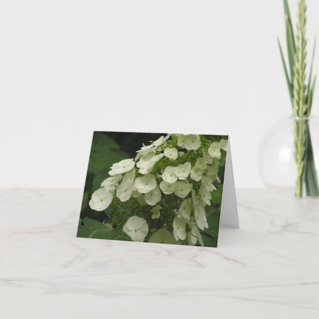 Oakleaf hydrangea (Hydrangea quercifolia) card (Front)