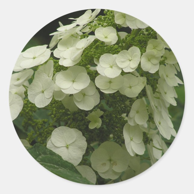 Oakleaf Hydrangea (Hydrangea quercifolia) stickers (Front)