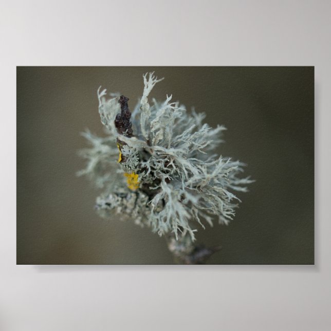 Oakmoss Lichen Poster (Front)