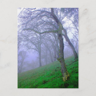 Oaks in the Mist Postcard