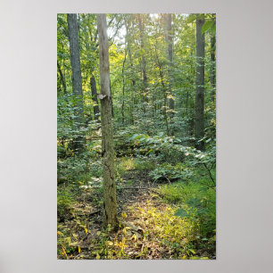 Oakwoods Metropark Affiche du sentier Forêt d'été