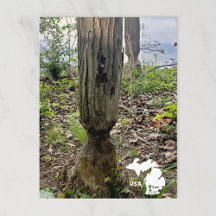 Oakwoods Metropark Beaver Trail with Logo