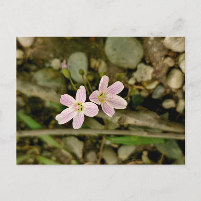 Oakwoods Metropark Springbeauty Postcard (Front)
