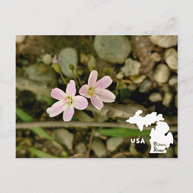 Oakwoods Metropark Springbeauty with Logo Postcard (Front)