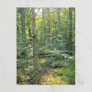 Oakwoods Metropark Trail Carte postale Forêt d'été