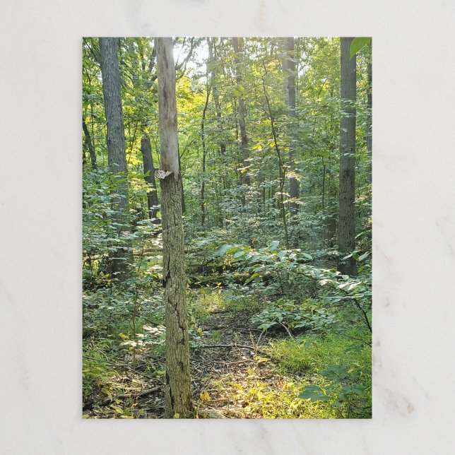Oakwoods Metropark Trail Carte postale Forêt d'été (Créateur téléchargé)