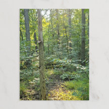 Oakwoods Metropark Trail Postcard Summer Forest