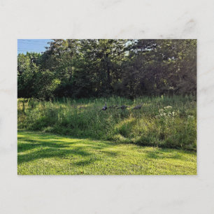 Oakwoods Metropark Turkey Path Postcard