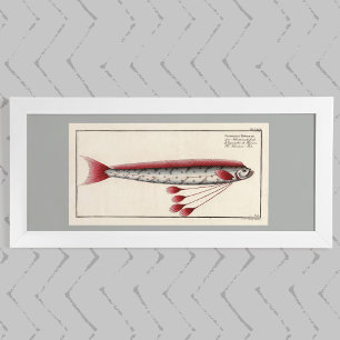 Oarfish géant après une impression du XVIIIe siècl