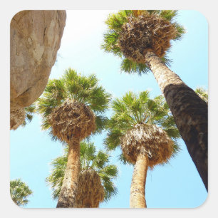 Oasis Palms in Joshua Tree National Park Square Sticker