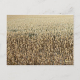 Oats Big Field Postcard
