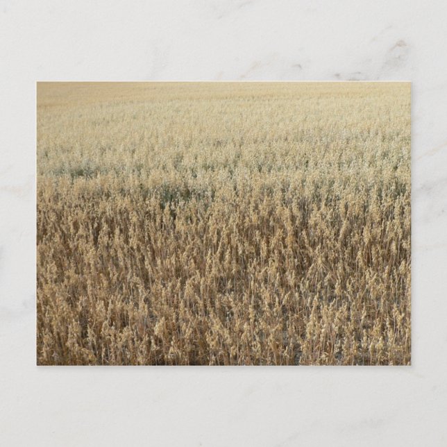 Oats Big Field Postcard (Front)
