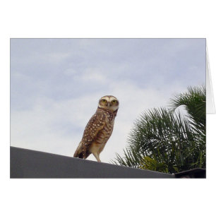 Obdomestique Owl v2