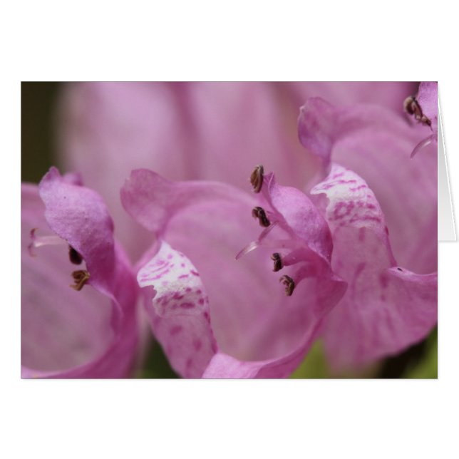 Obedience Plant (Front Horizontal)