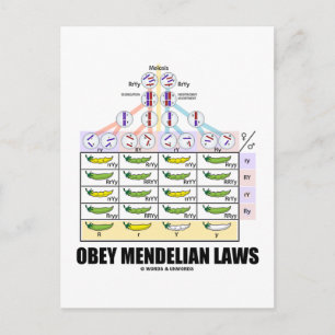 Obey Mendelian Laws (Dihybrid Cross Peas) Postcard