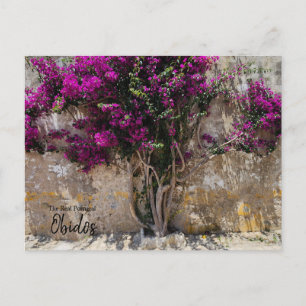 Obidos Colours Portugal  Postcard