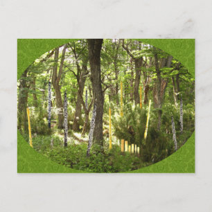 Oboe Forest Postcard