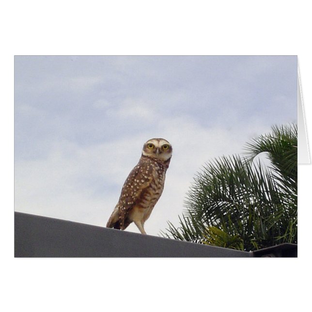 Observant Owl v2 (Front Horizontal)