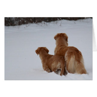 Observation de chiens d'arrêt d'or