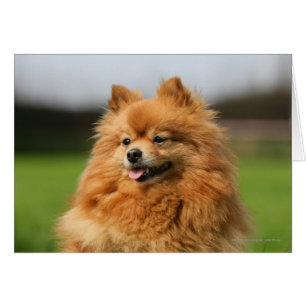 Observation de Pomeranian