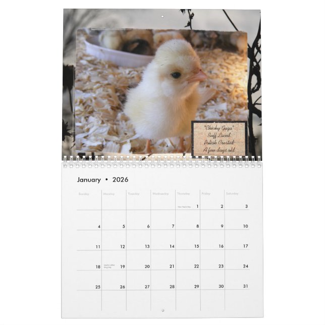 Obsessive Chicken Disorder Calendar (Jan 2026)