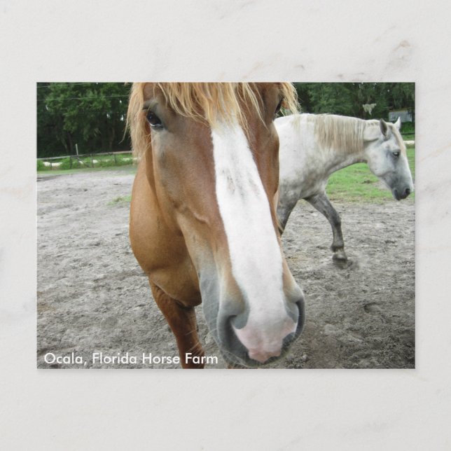 Ocala Florida Horse Farm Horses Postcard Florida (Front)