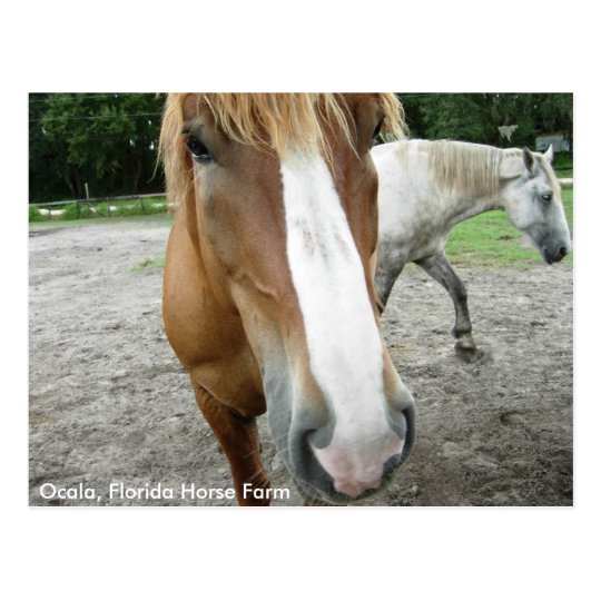 Ocala Florida Horse Farm Horses Postcard Florida