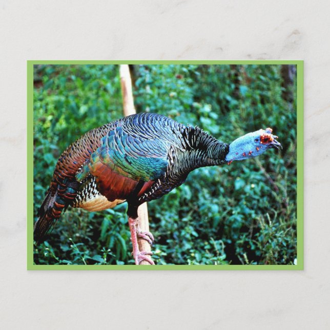 Occelated Turkey Postcard (Front)