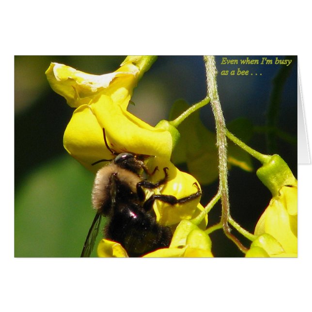 Occupé comme une abeille (Devant horizontal)