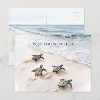 Ocean Beach Coast Sea Turtles