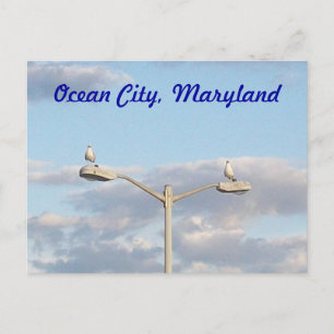 Ocean City Birds Postcard